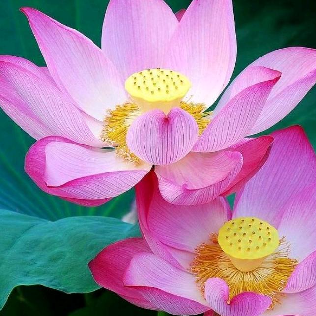 🌺荷塘月色🌺