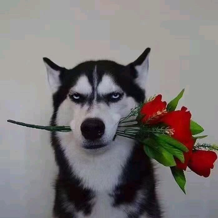正经老歪