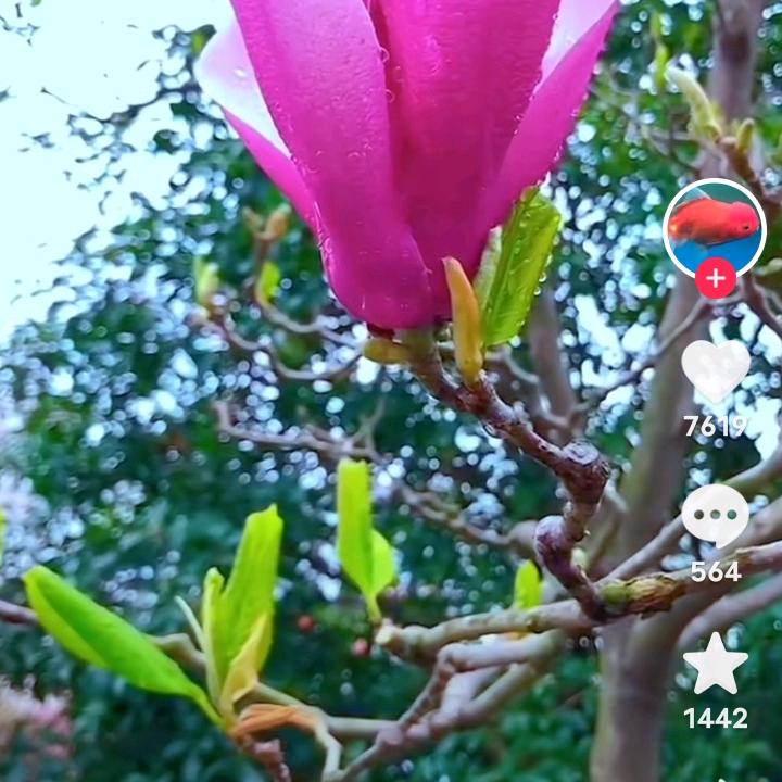如意