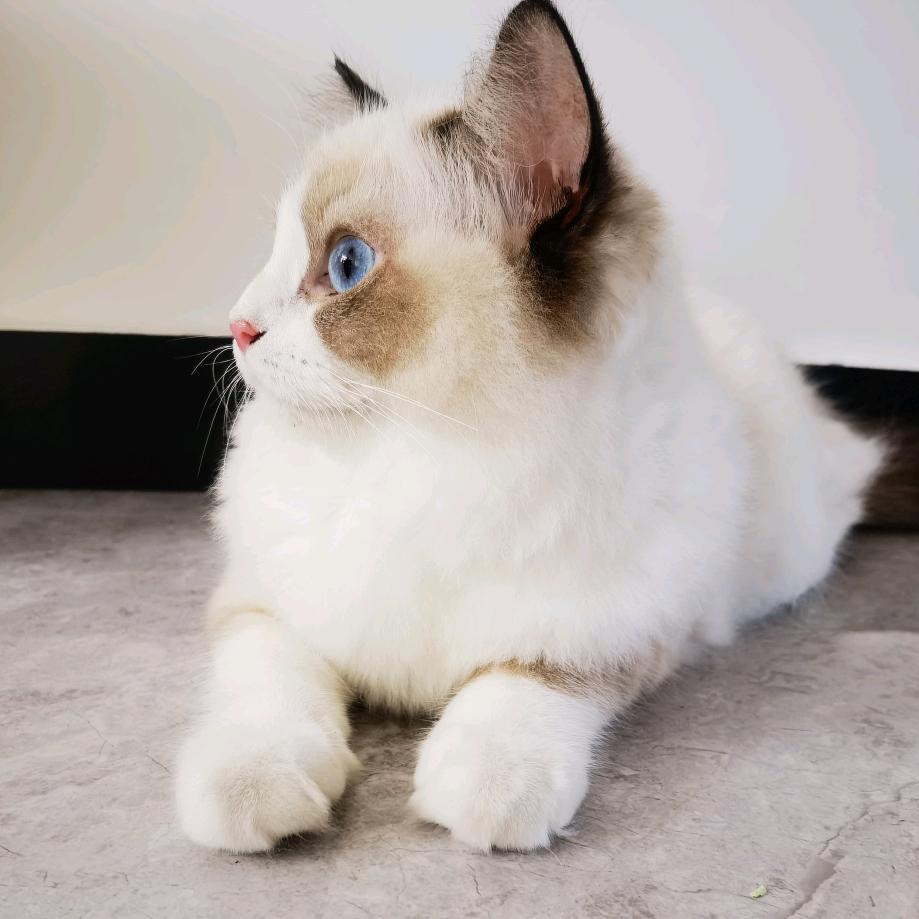 潼潼·