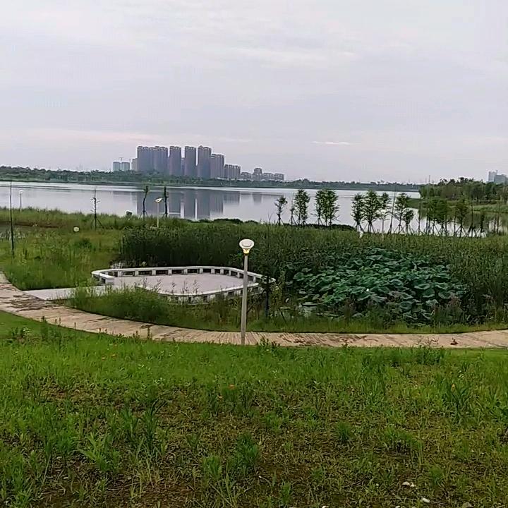 梧桐