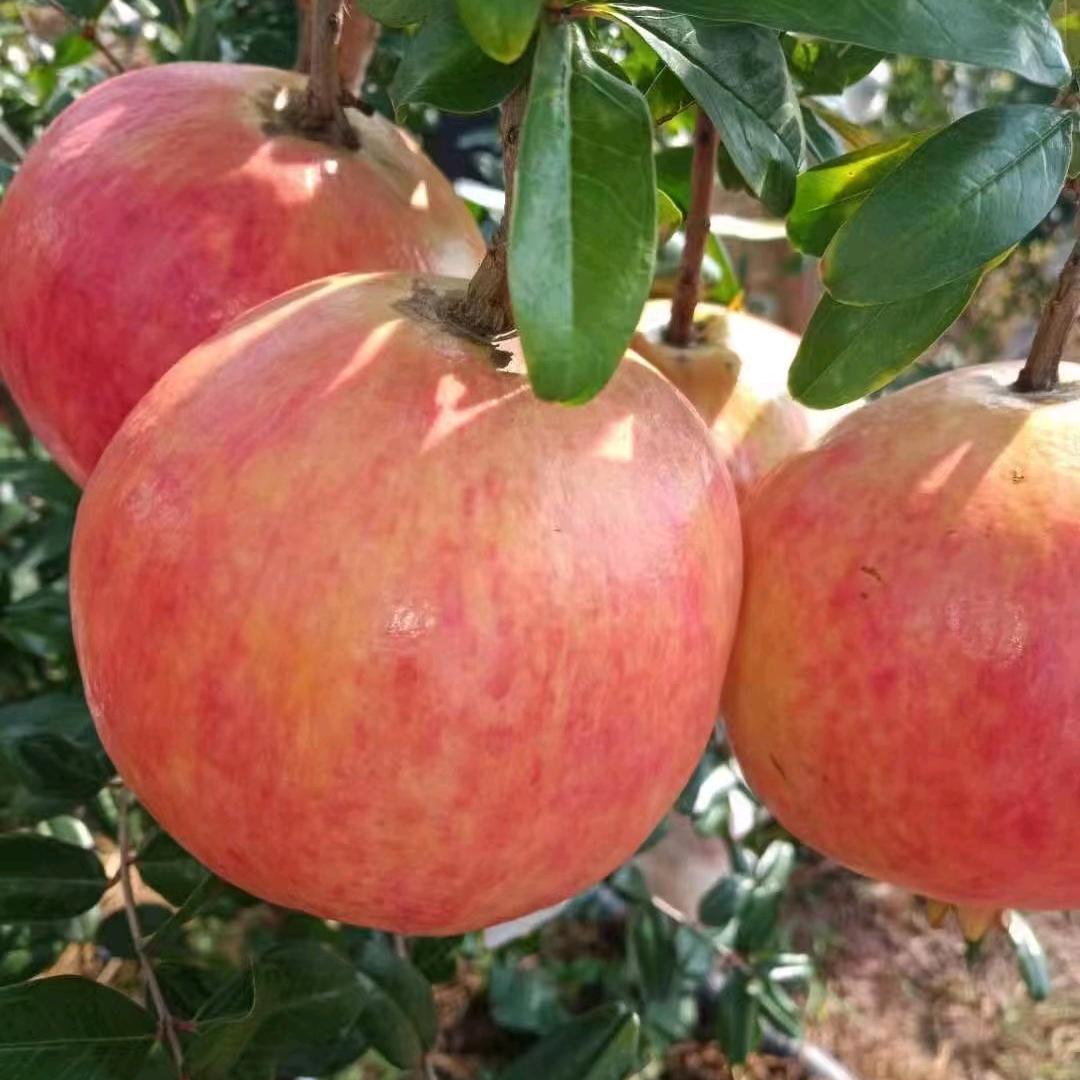 【胡】范县水果批发