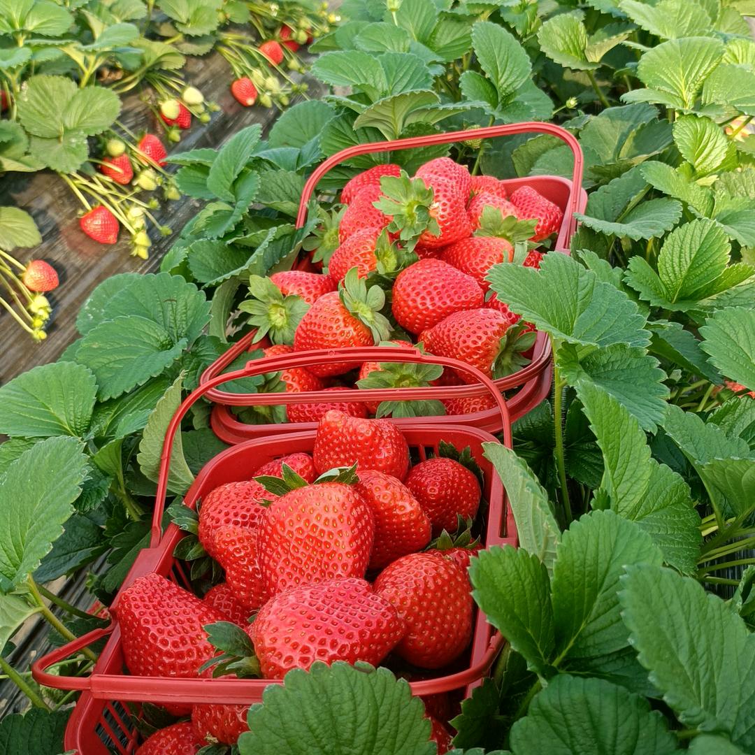 素年锦时（五西草莓园）