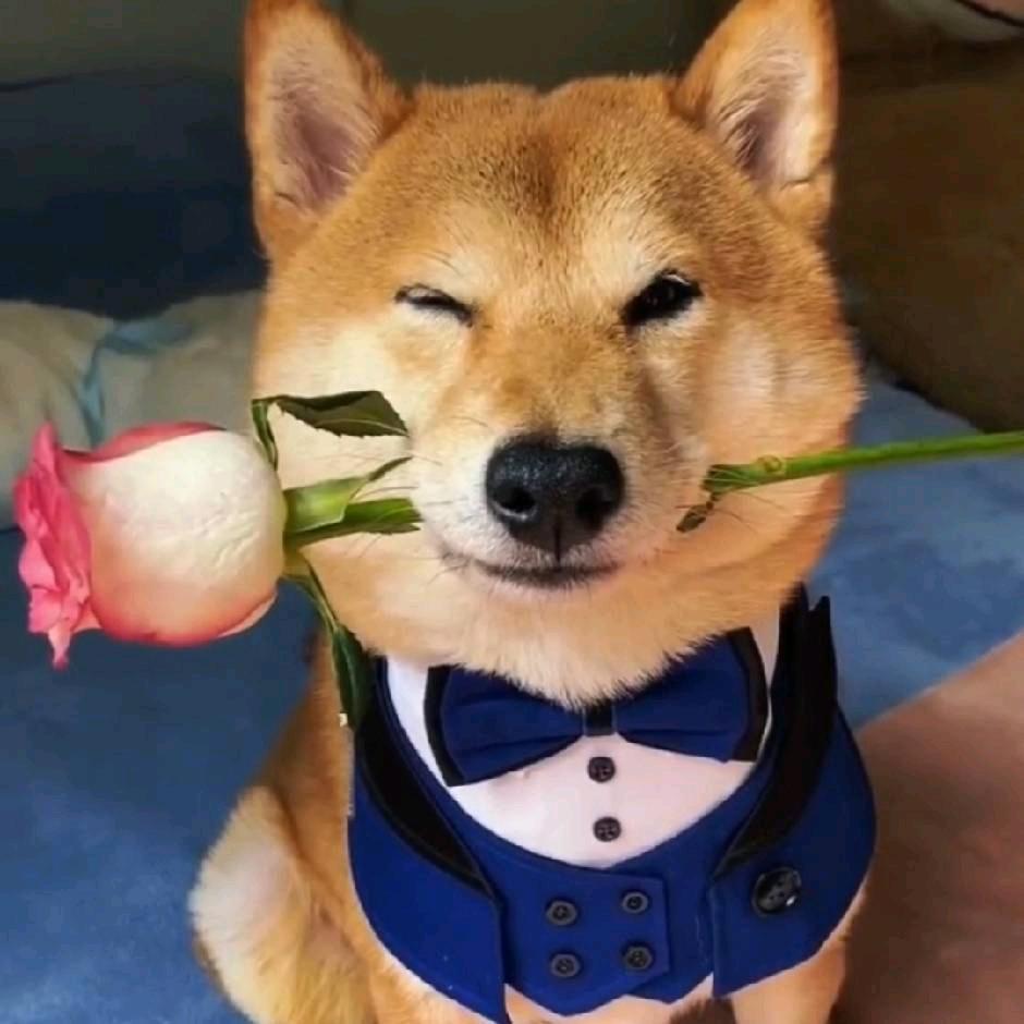 狗子🥣