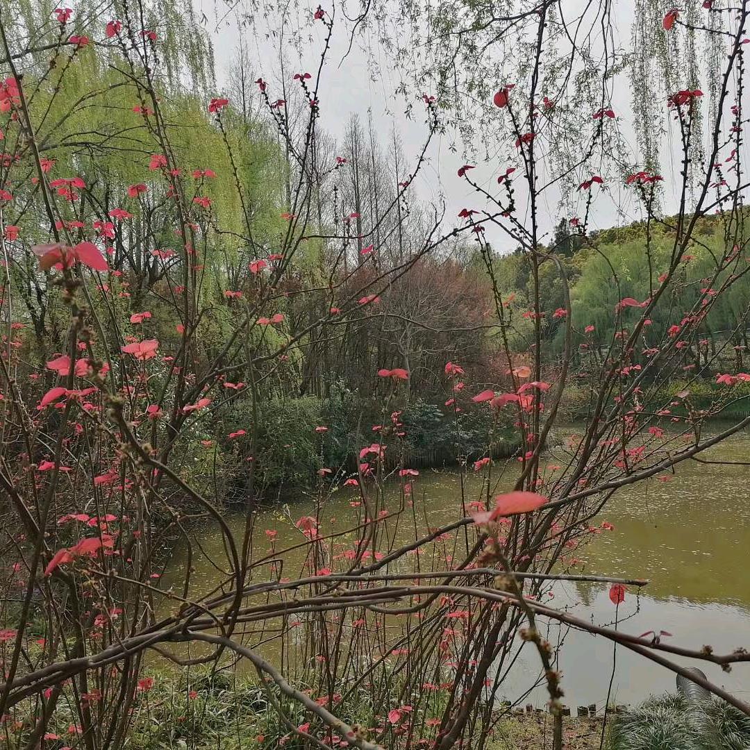 丁香花