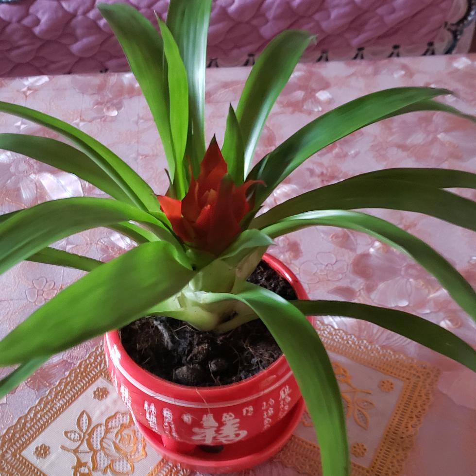 向日葵没有眼泪