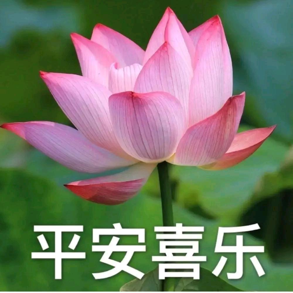 平平淡淡才是真