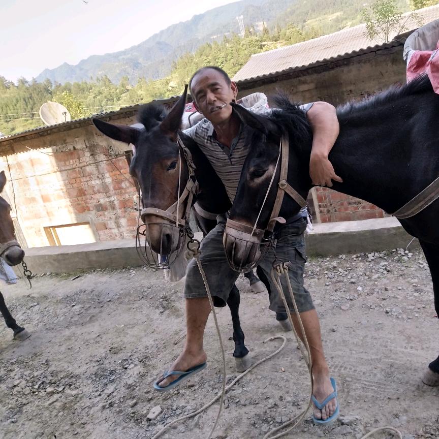 托运马帮托运马帮