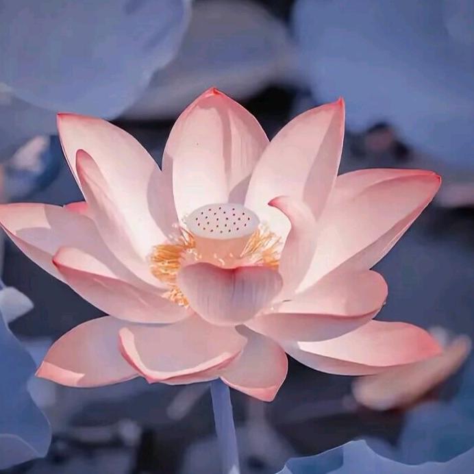 上善若水任方圆