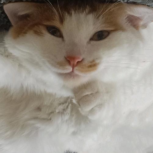 🐹奶糖✨ 🐱奶罐