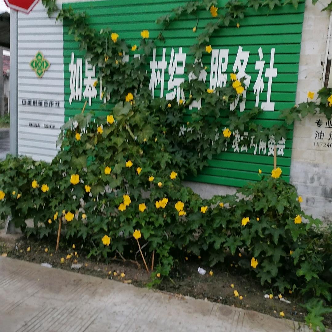 凌云为农服务中心李伯银