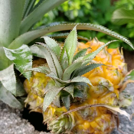 小菠萝