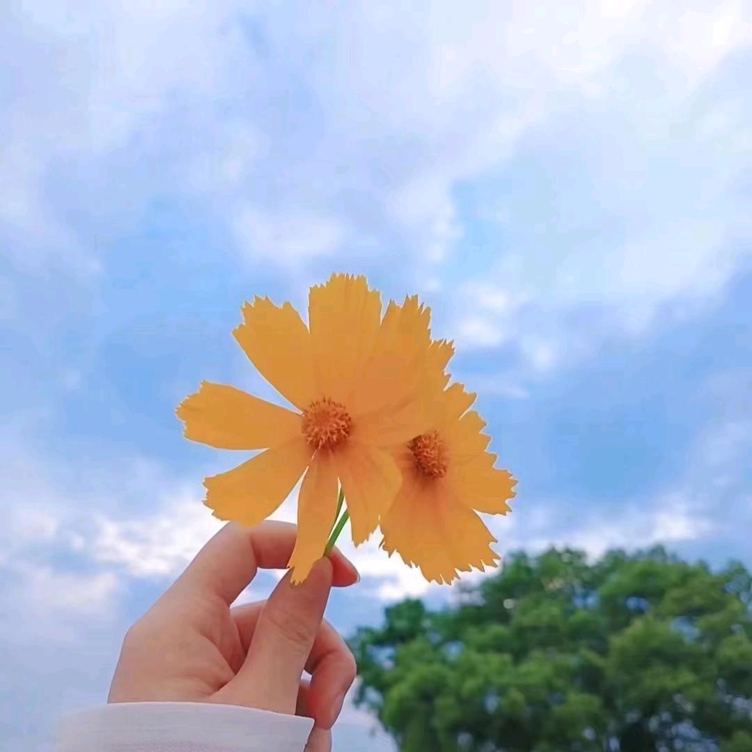 鸽子