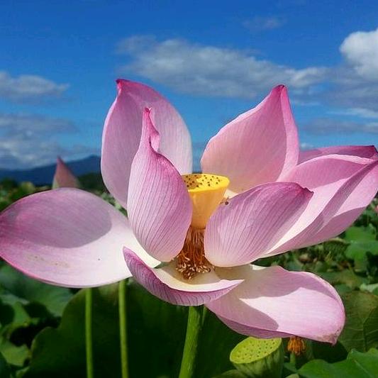 映月花开