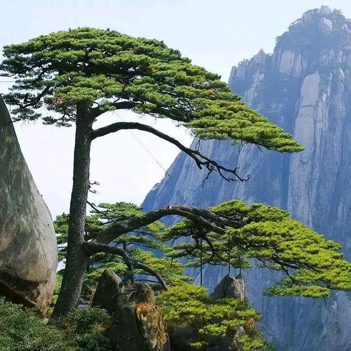 只要活着就要笑的猖狂