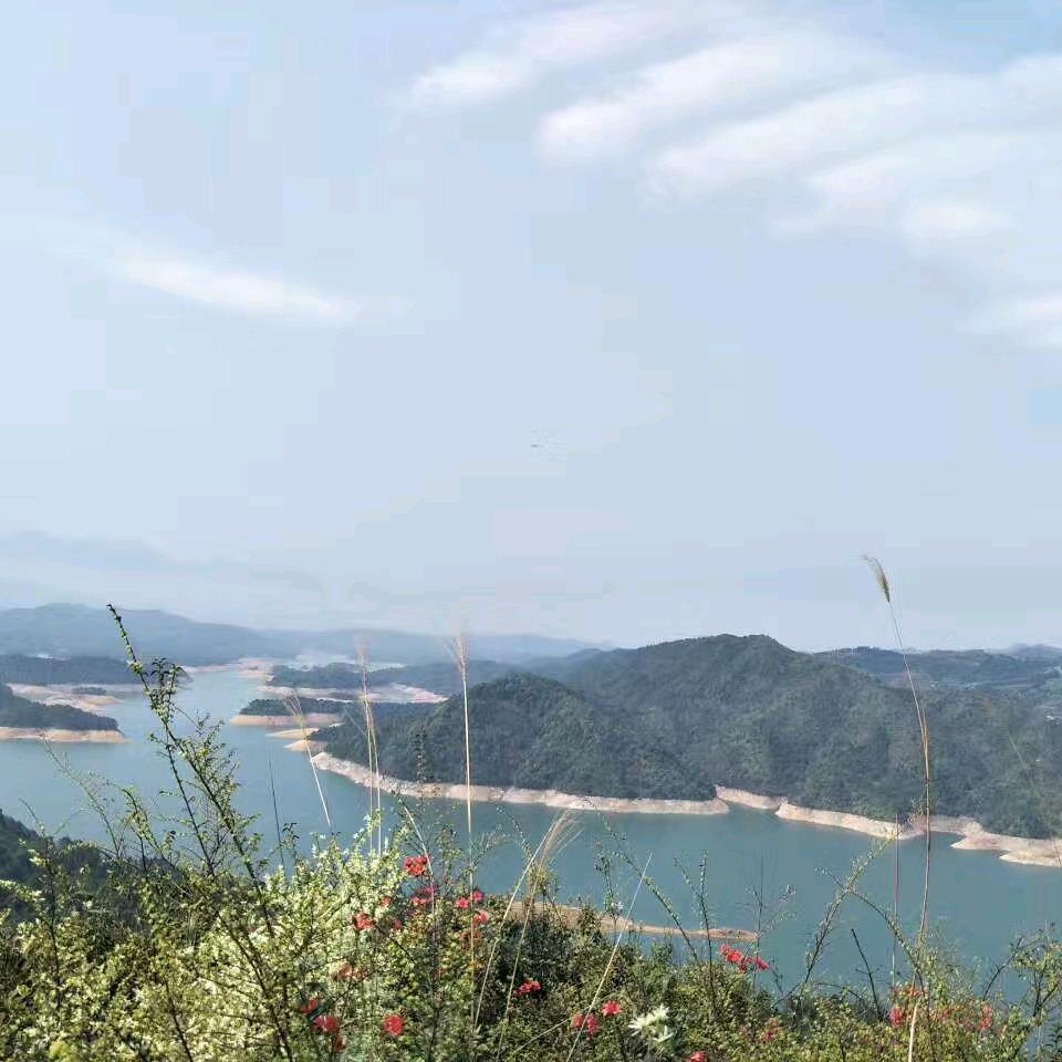 柳逸