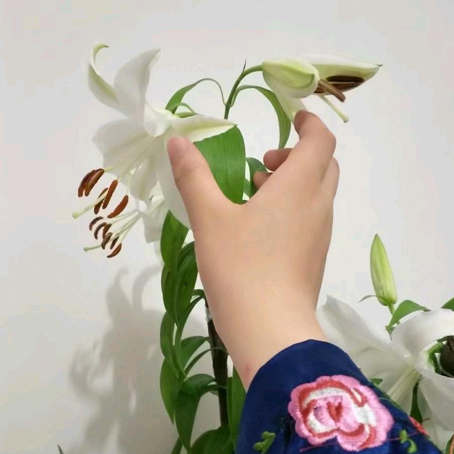 温暖VS静影头像