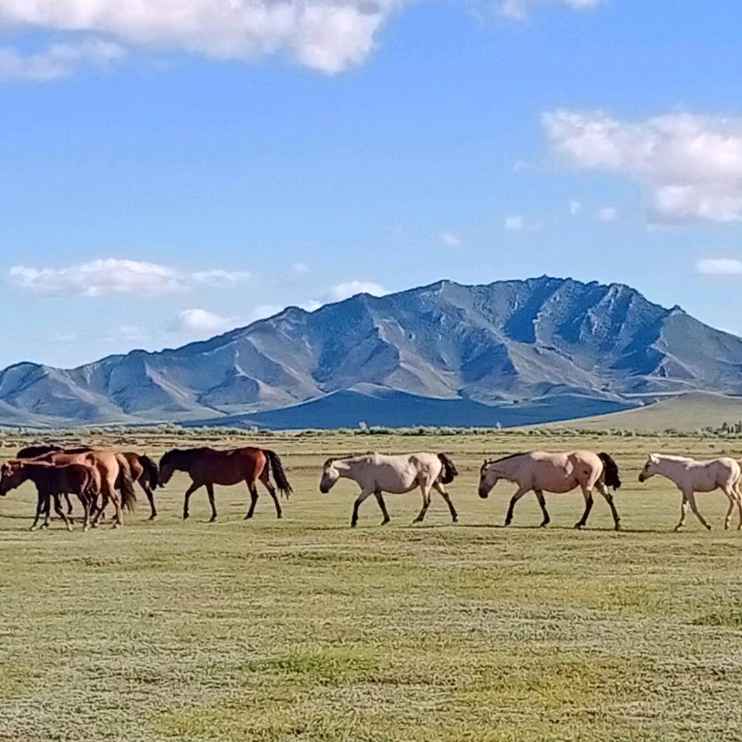 我爱我的草原，，