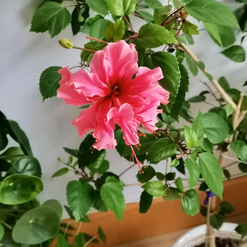 木子李