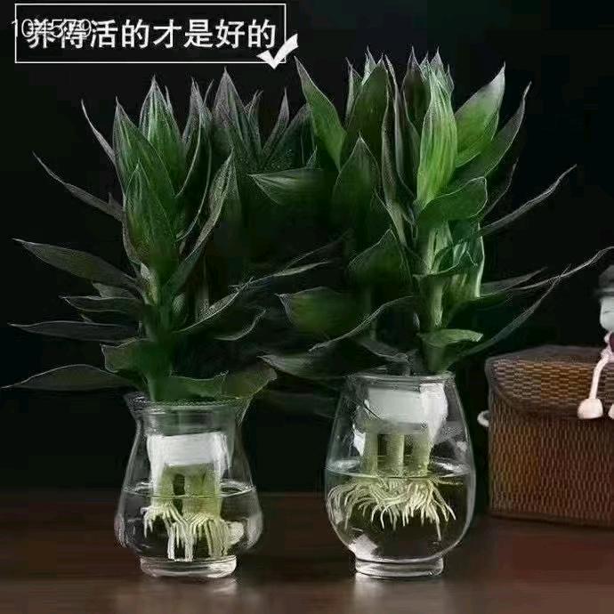 花开相惜