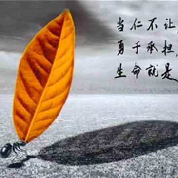 锋哥