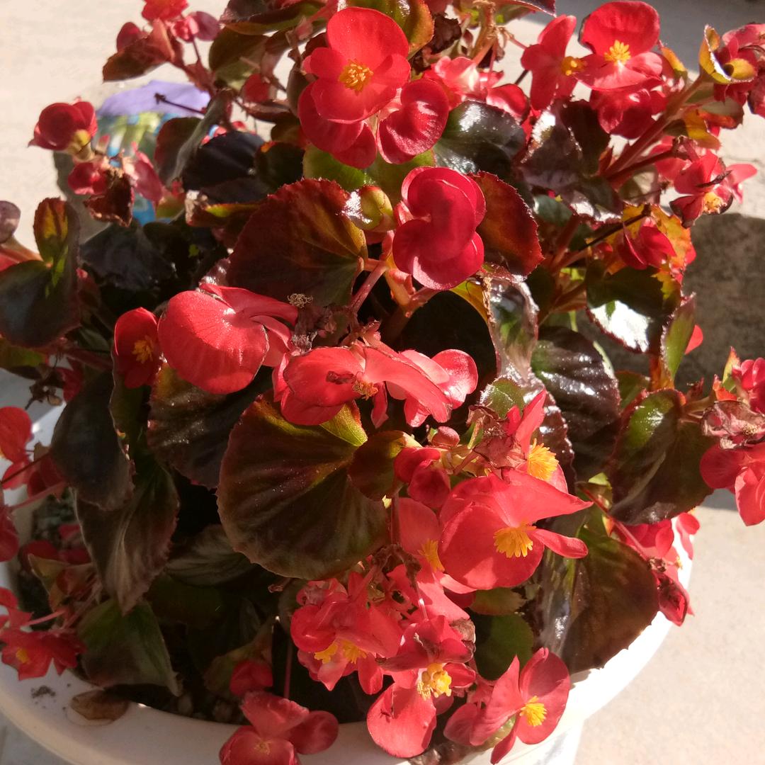 花