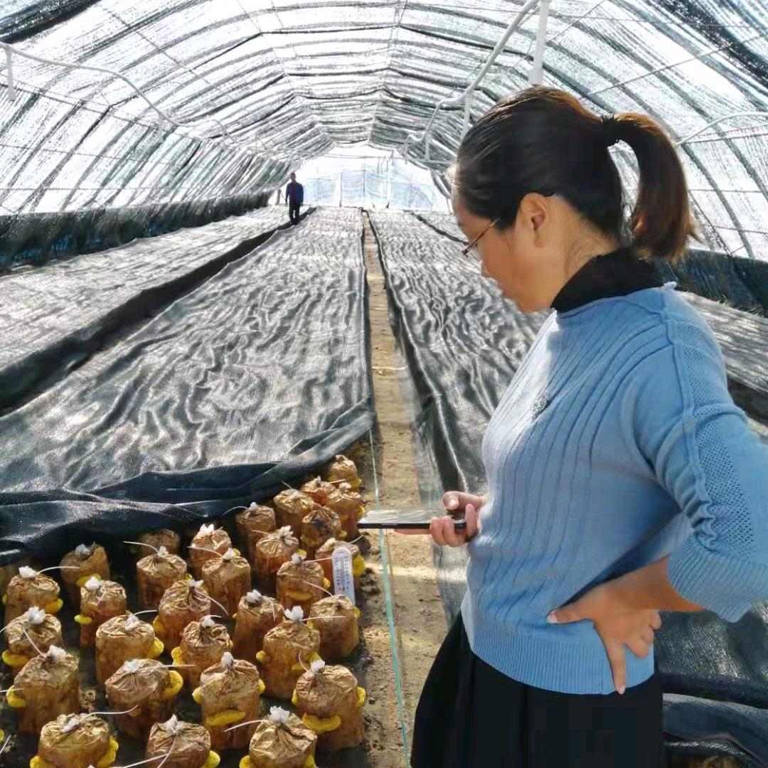 我在山里种桑黄