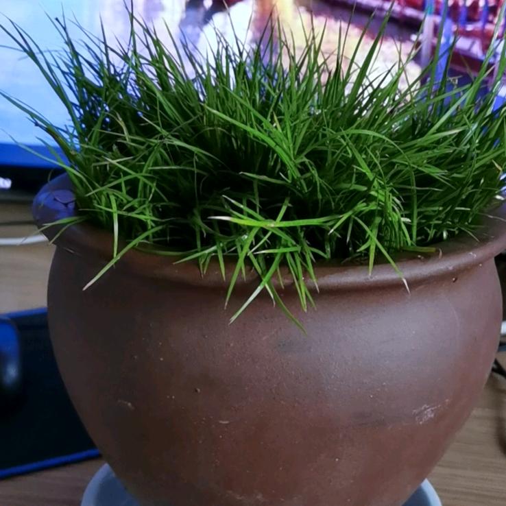 拐子豹（五花八门）说道说道