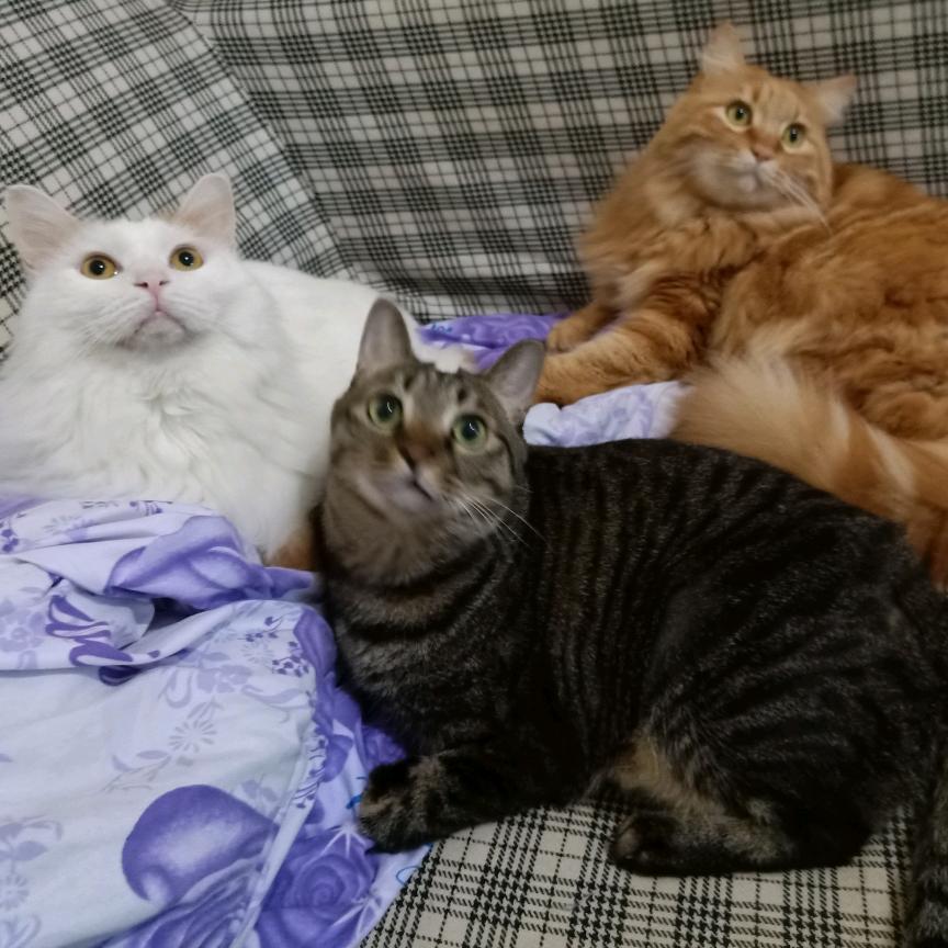 路路、花花和橘子