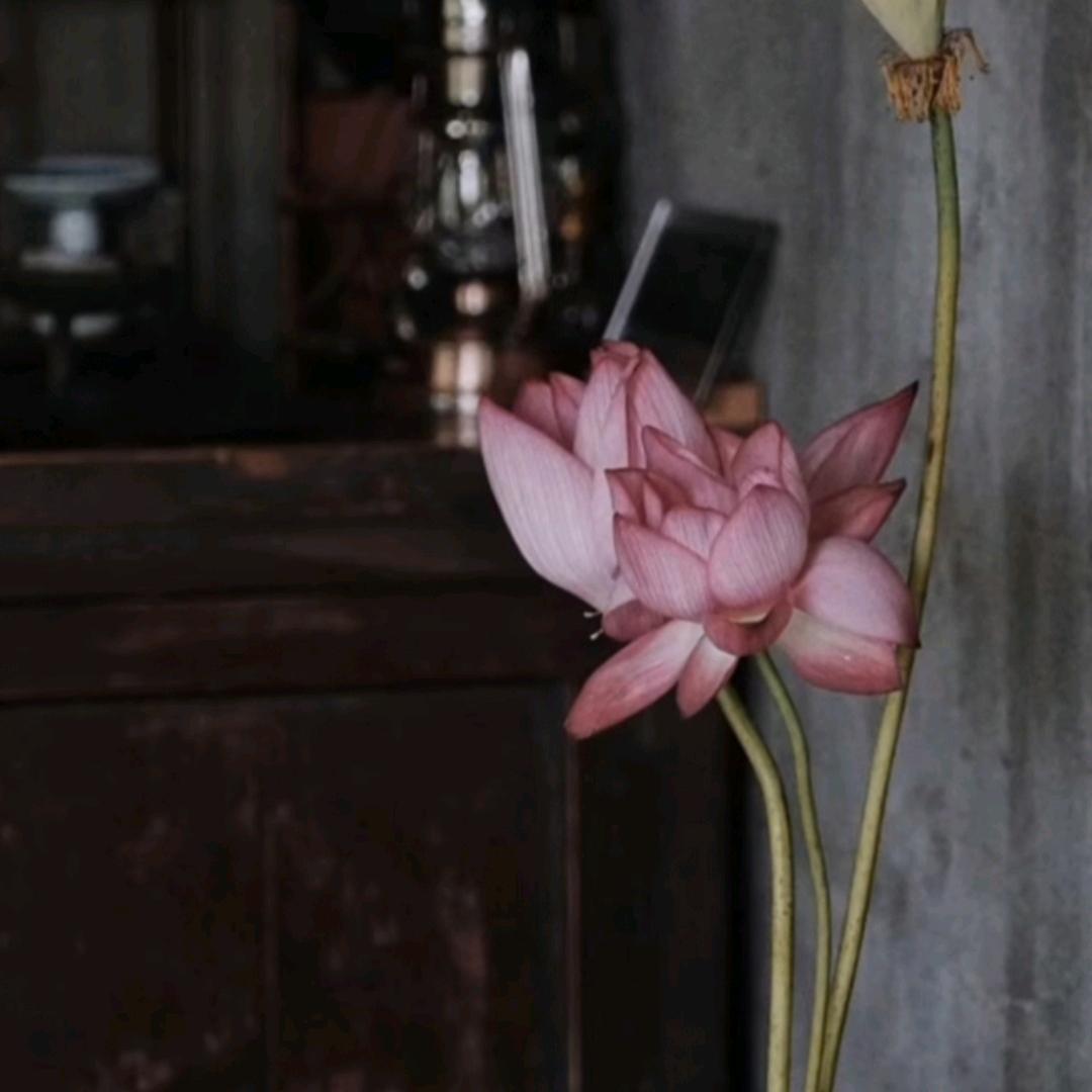 禅心妙音