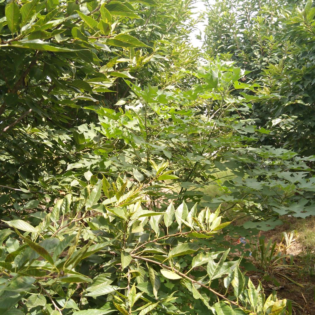 潮哥