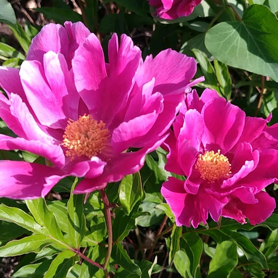 欣茹愿