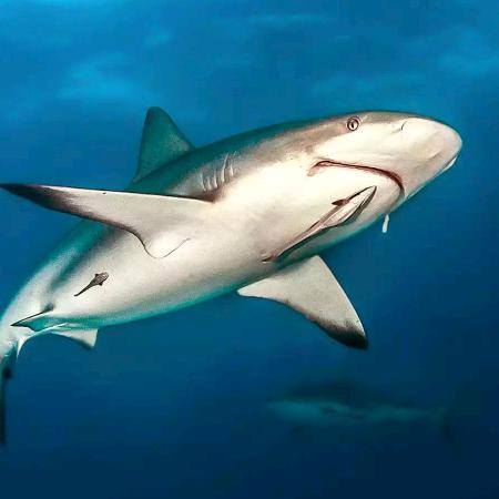 谭，(●—●)谭✪ω✪