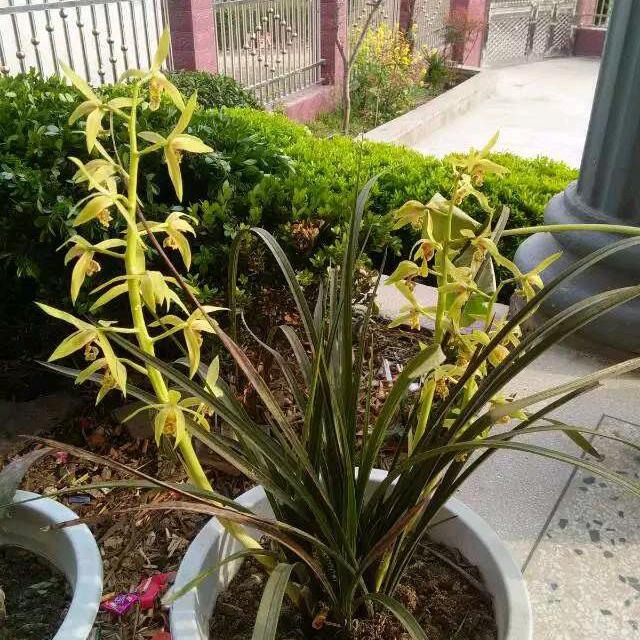 母老虎章春花