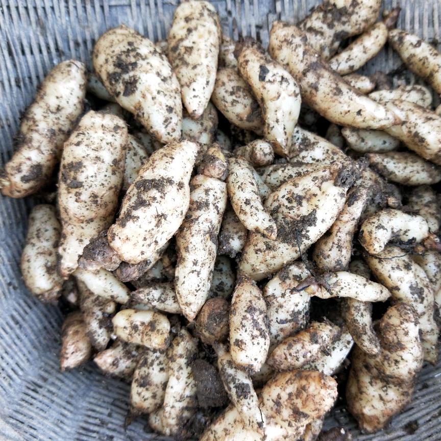 宜昌市夷陵区旭东天麻专业合作社