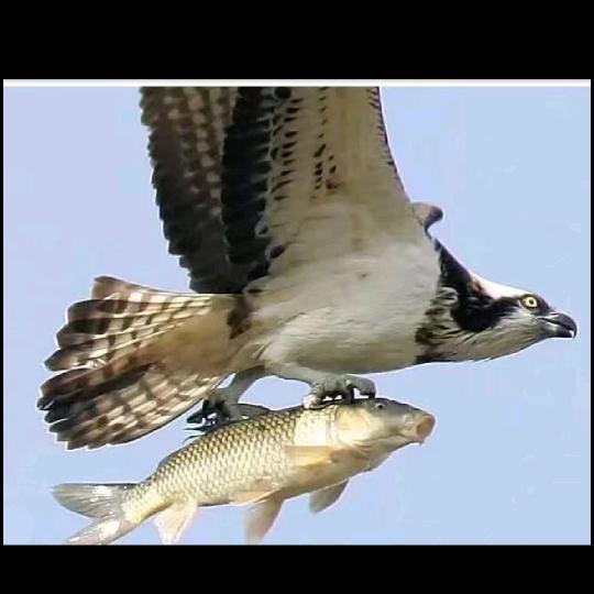 桃花小院休闲钓场