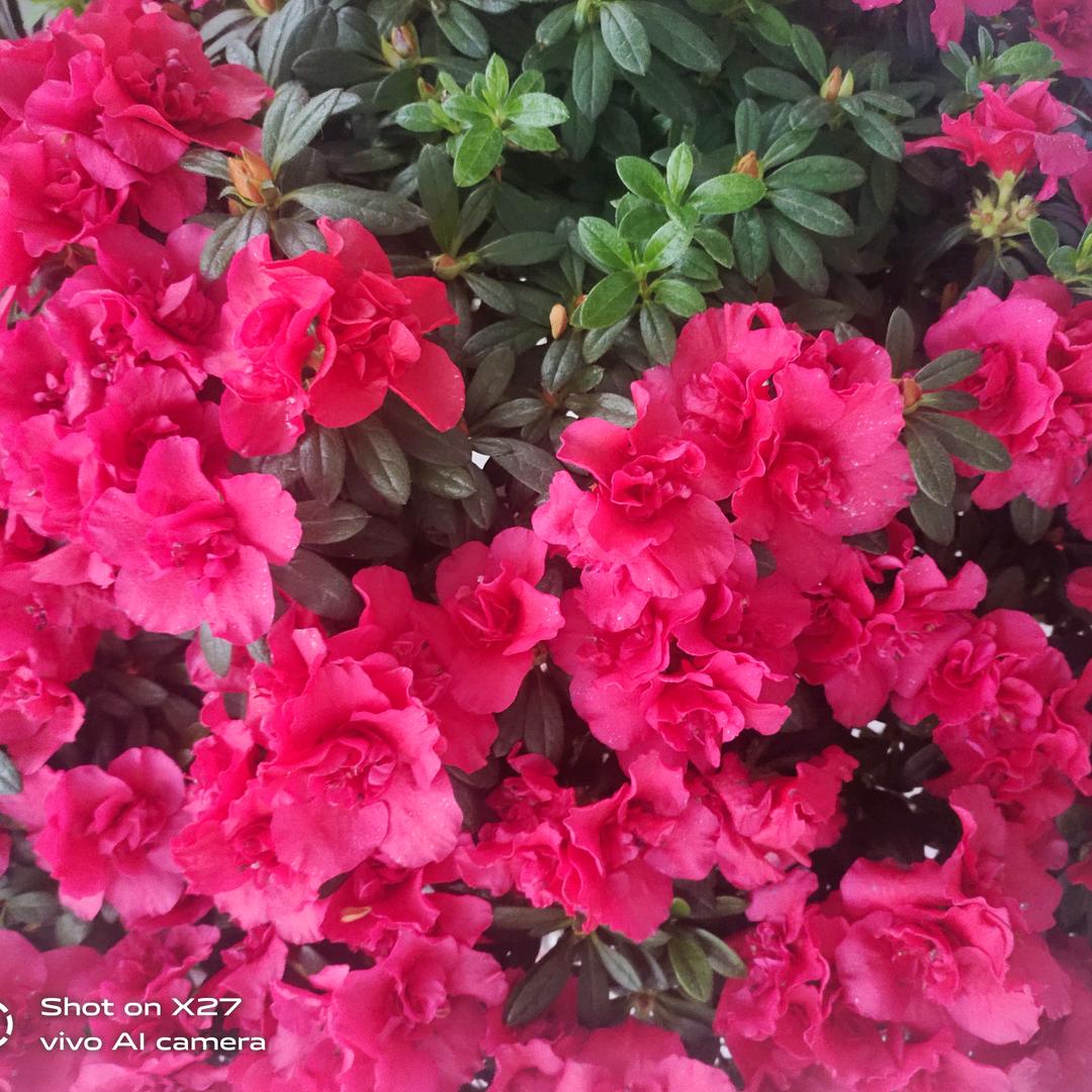 郑学花