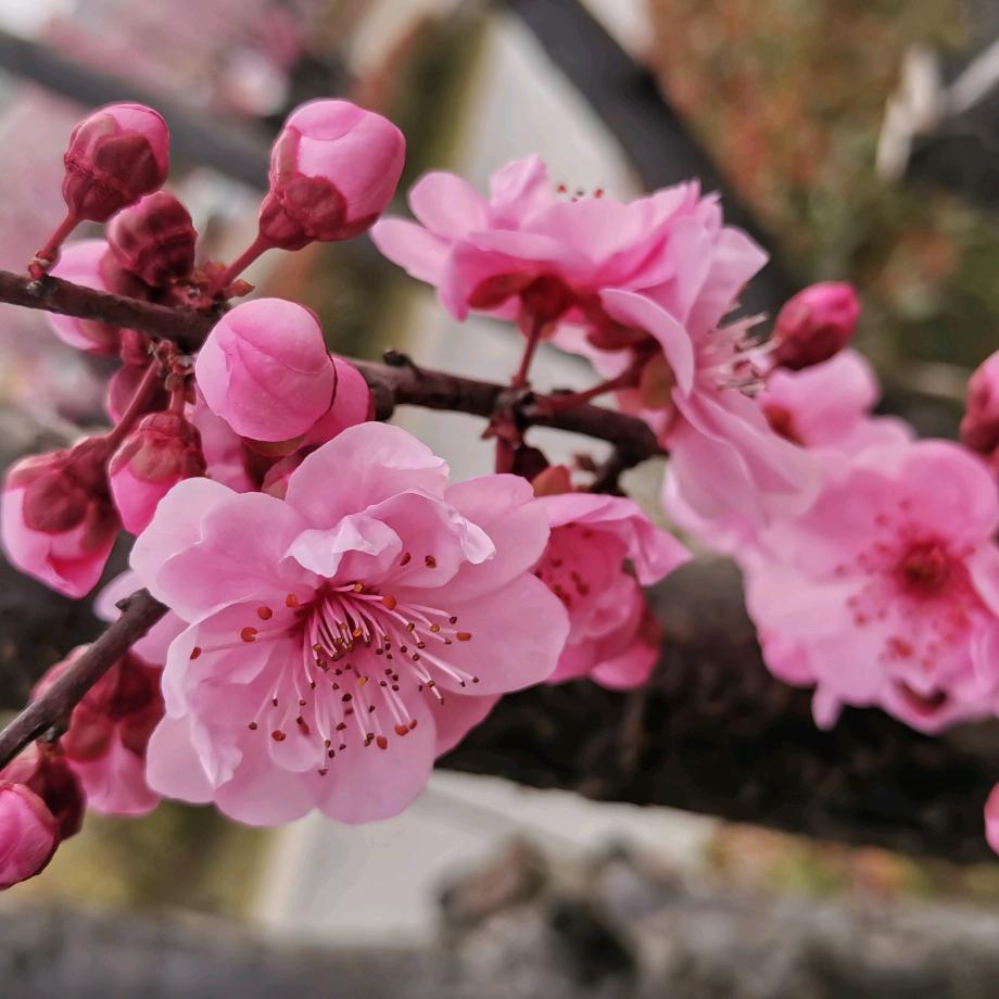 红景天