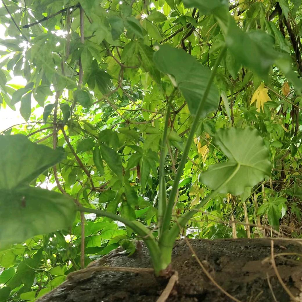 朵拉
