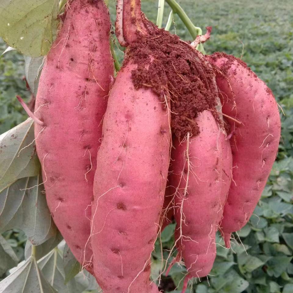 王€后@余⊙ω⊙生