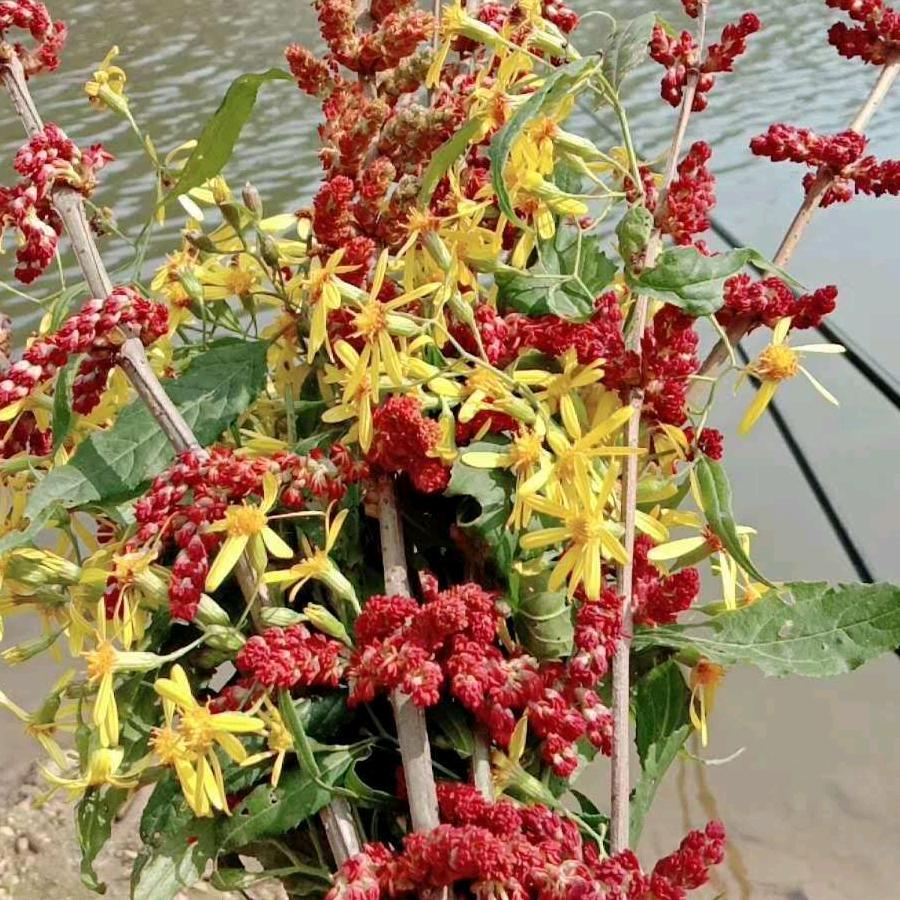 🥀ঞ淡然一笑₅₂₀💞࿐