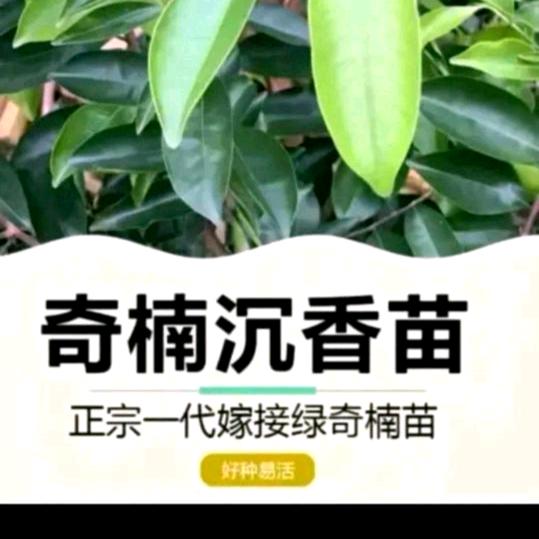 海口龙华区奇楠木商贸行