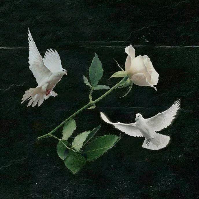 💞Nνrβiyα💞