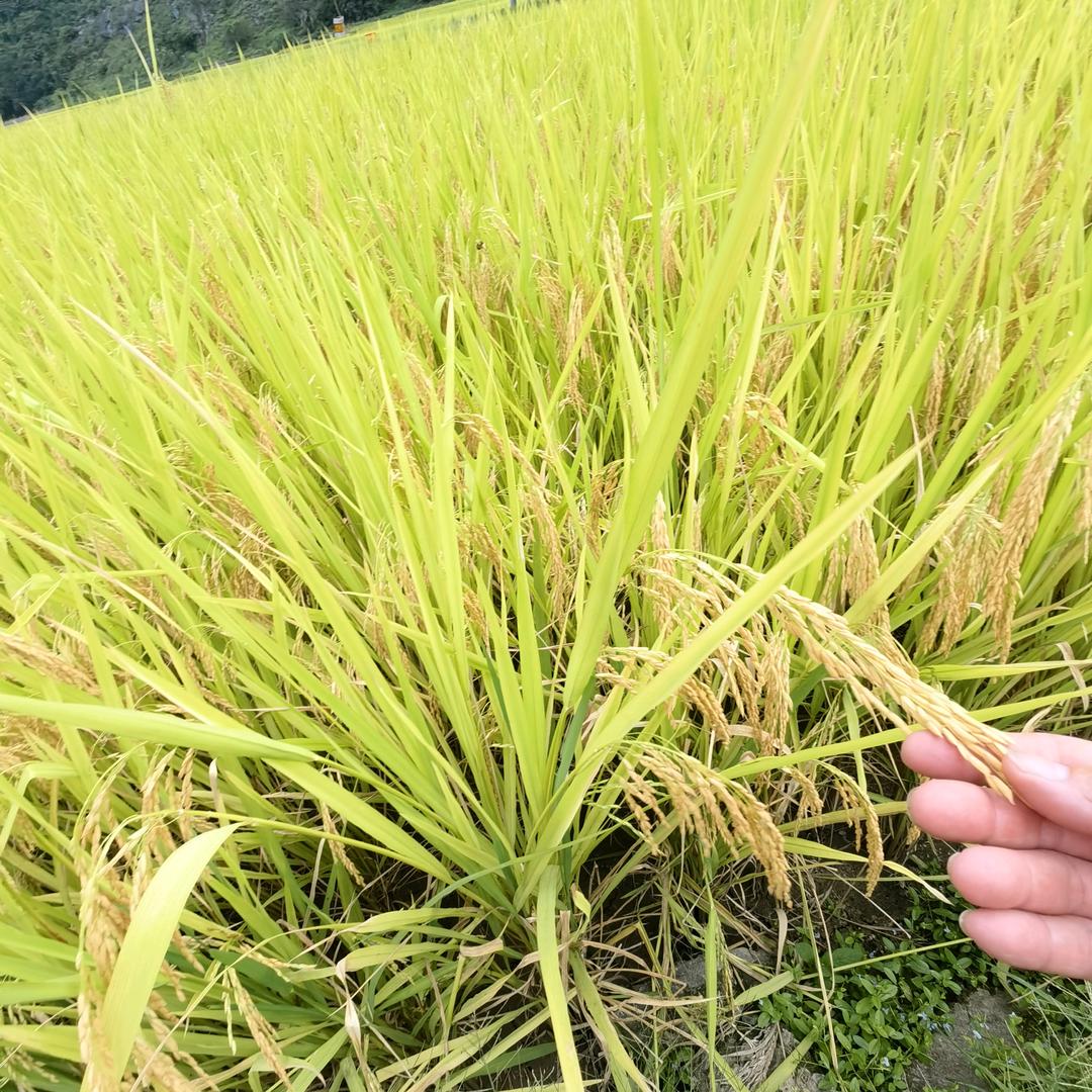 西南七哥