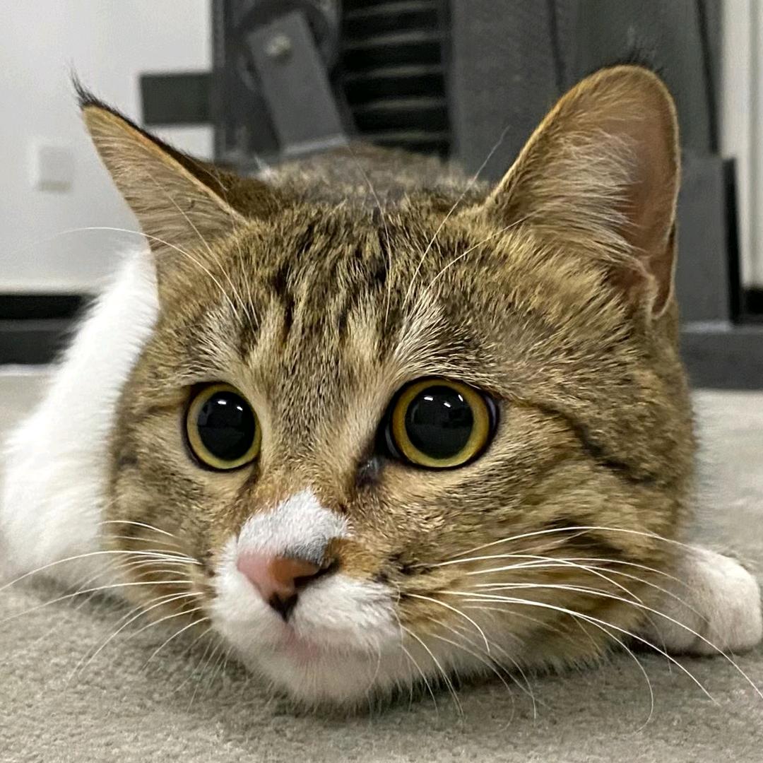 我的小可爱笑了吗