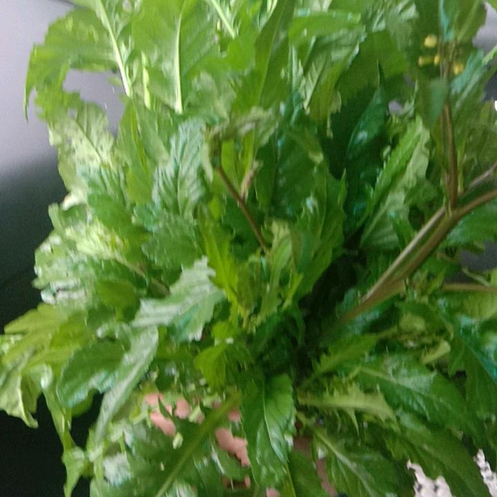 连福传