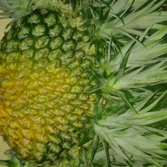 世界芬芳