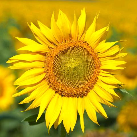 极致猫保洁艺术家