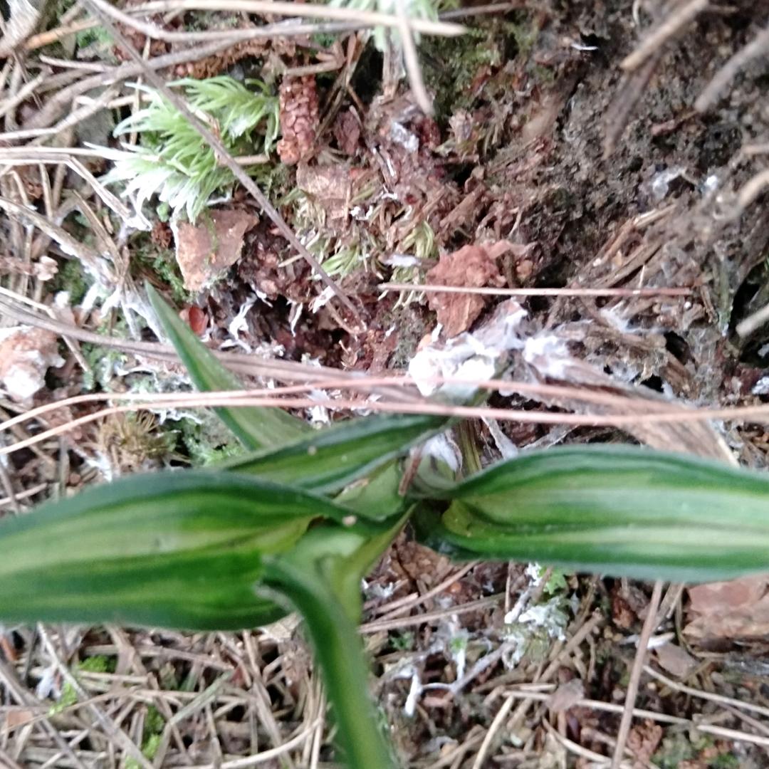 尧龙山奇异花草