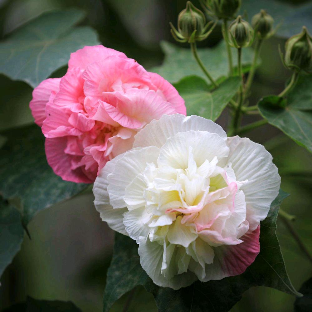 芙蓉花